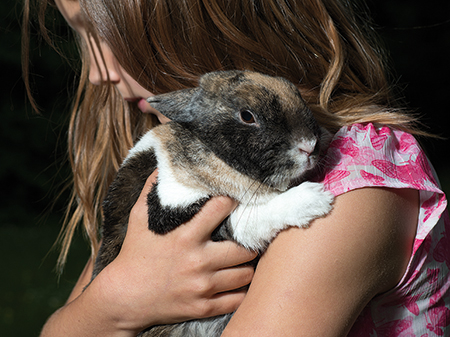 Ein Mädchen hält ein Kaninchen fest im Arm.